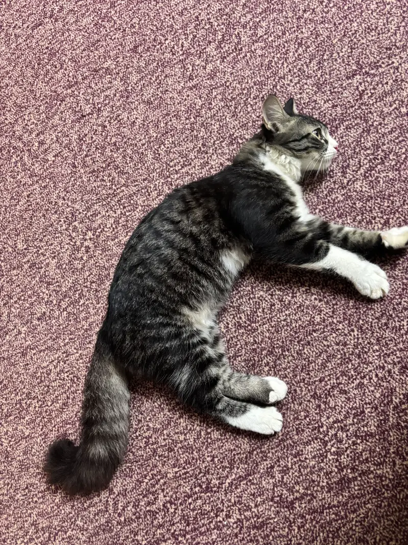 Home Cat with fluffy tail — photo 4