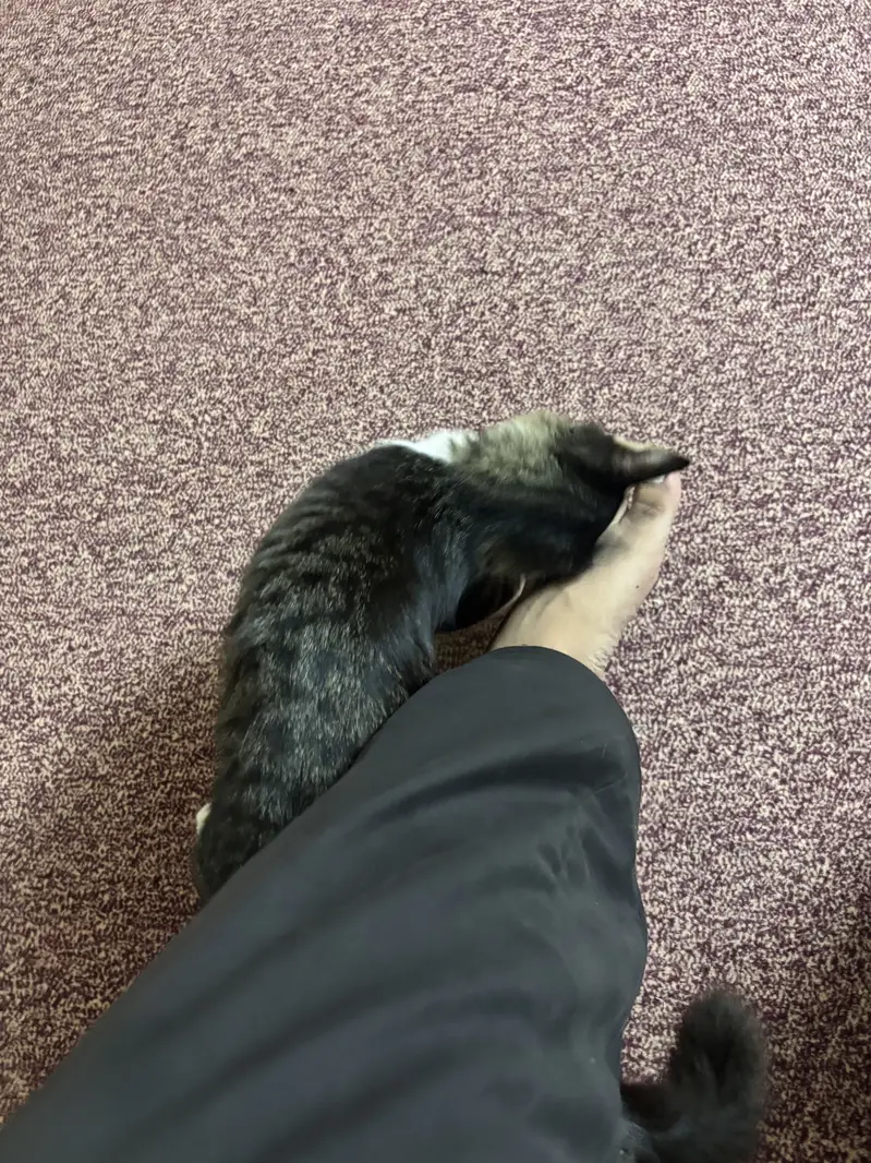 Home Cat with fluffy tail — photo 5