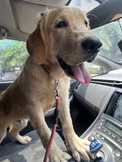 Labrador Retriever