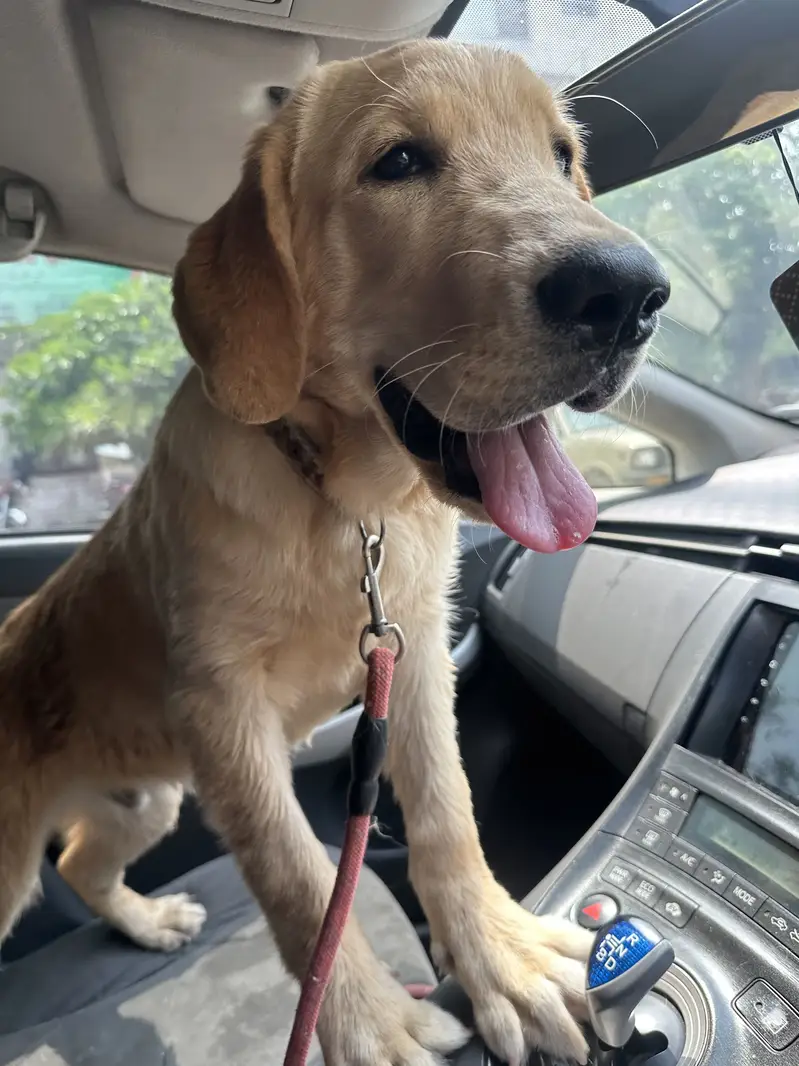 Labrador Retriever