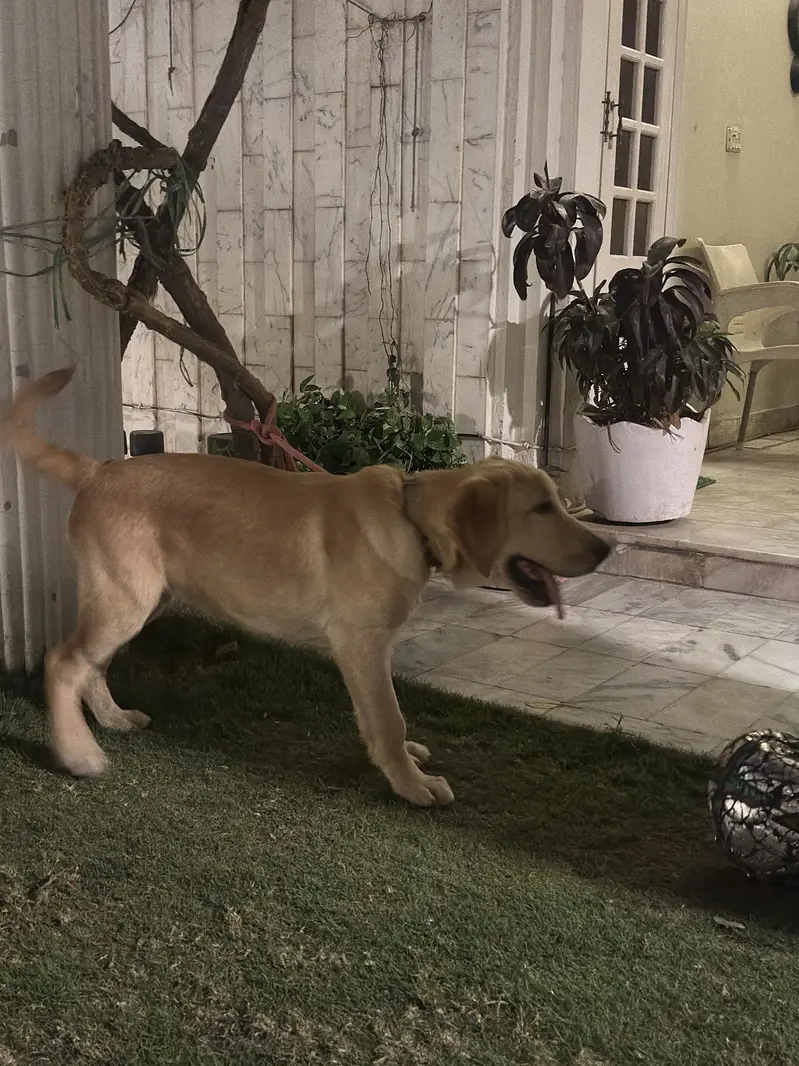 Labrador Retriever — photo 2