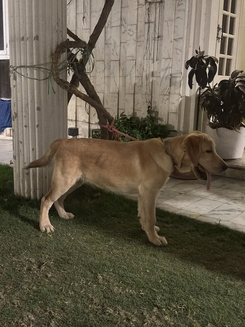Labrador Retriever — photo 3