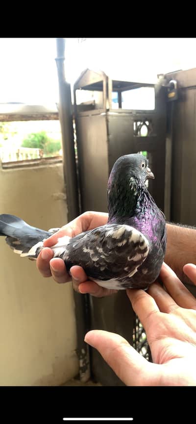 Ferozpuri, Missa, Laal Pari breeder male