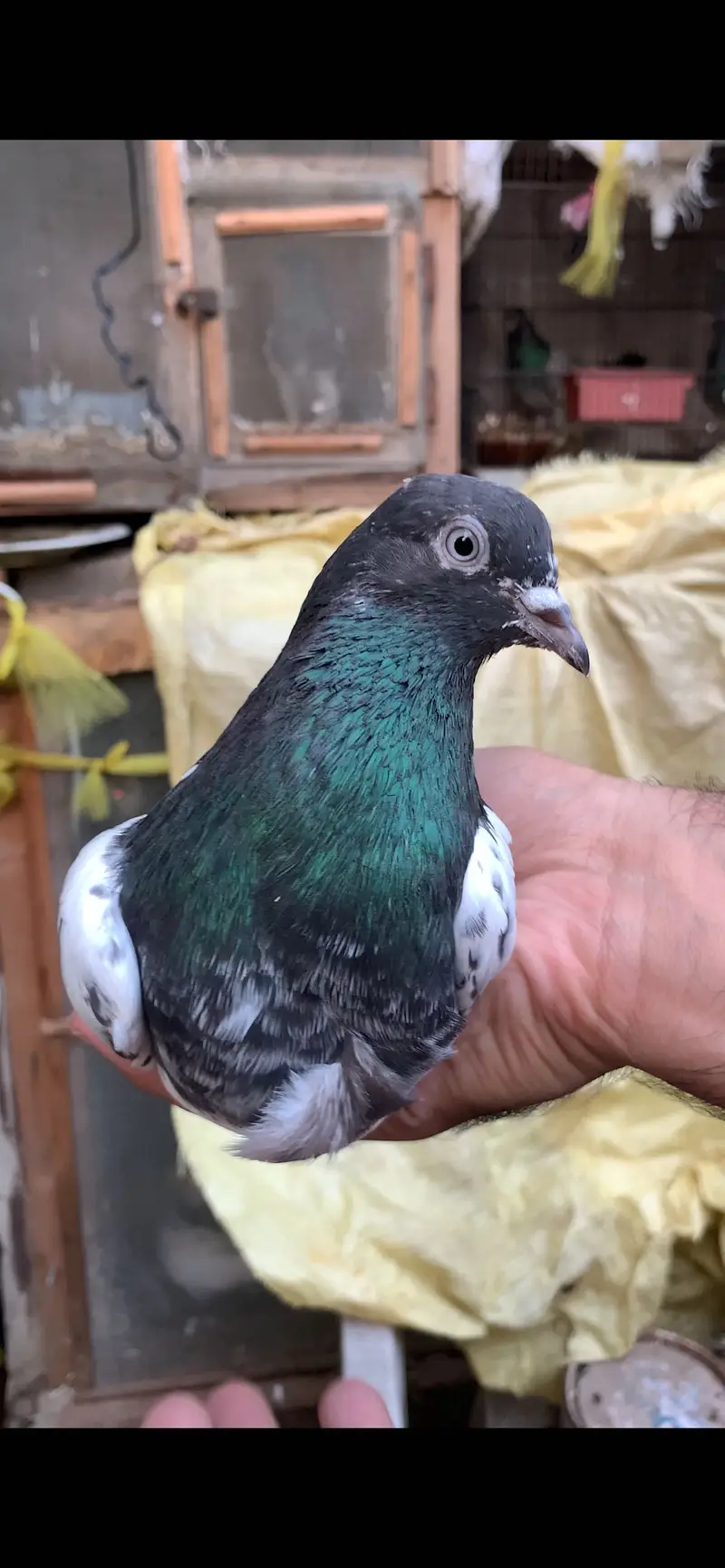 Ferozpuri, Missa, Laal Pari breeder male — photo 2