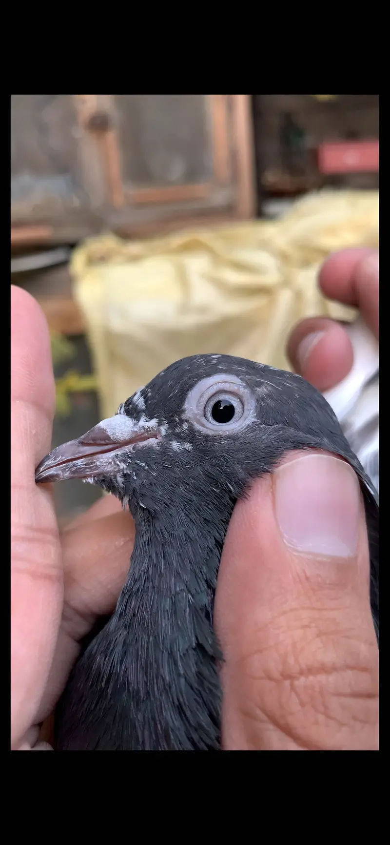Ferozpuri, Missa, Laal Pari breeder male — photo 3