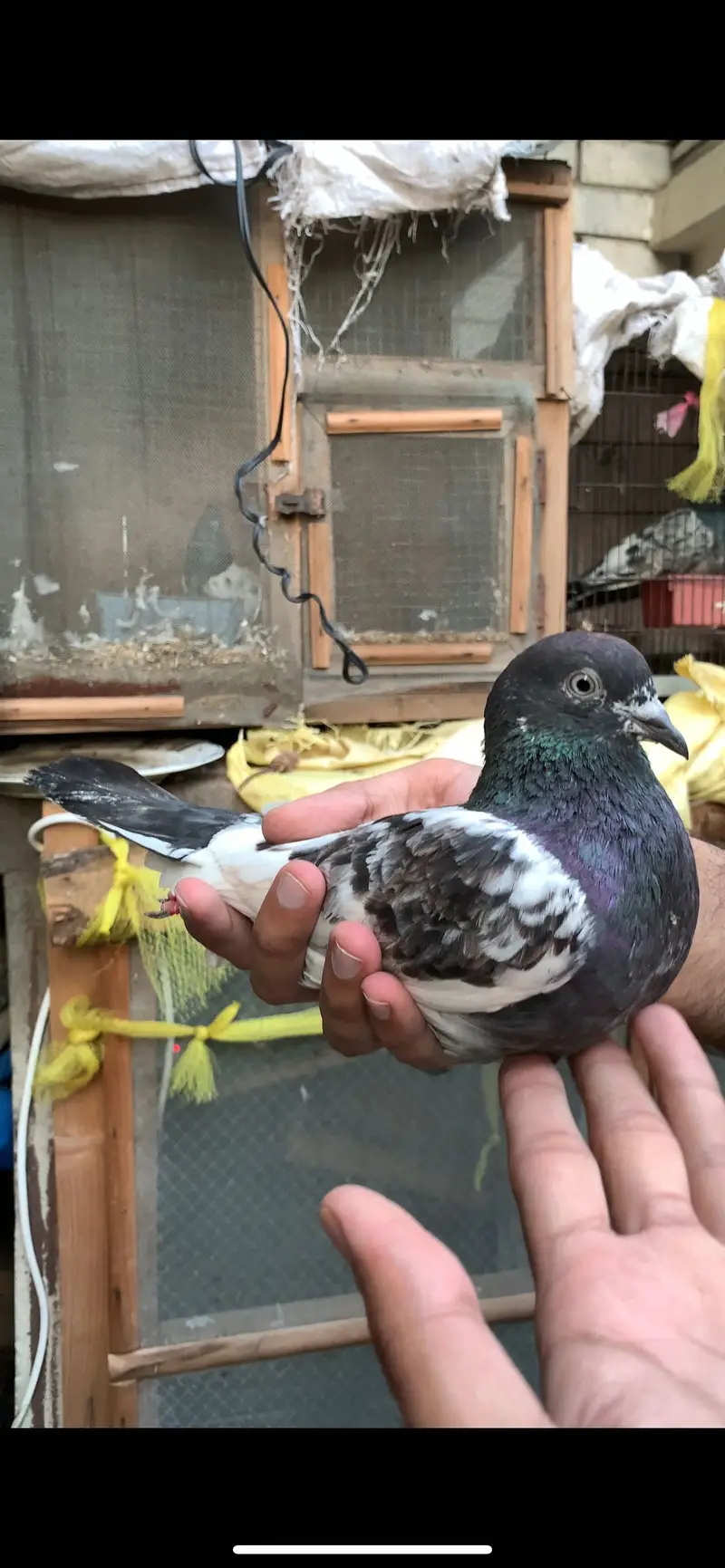 Ferozpuri, Missa, Laal Pari breeder male — photo 5