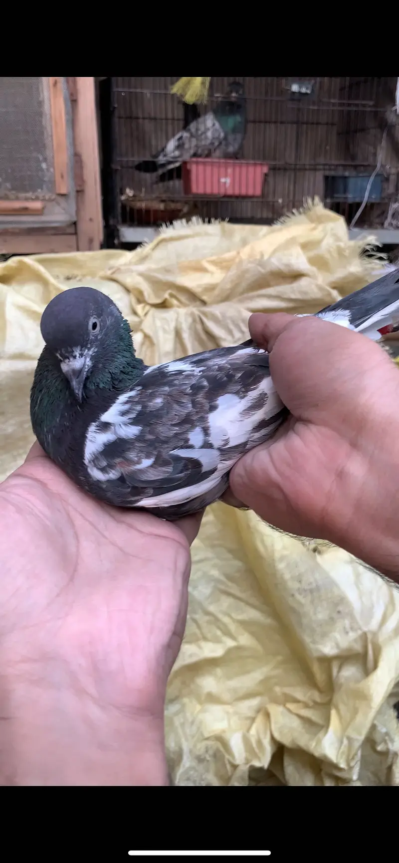 Ferozpuri, Missa, Laal Pari breeder male — photo 6