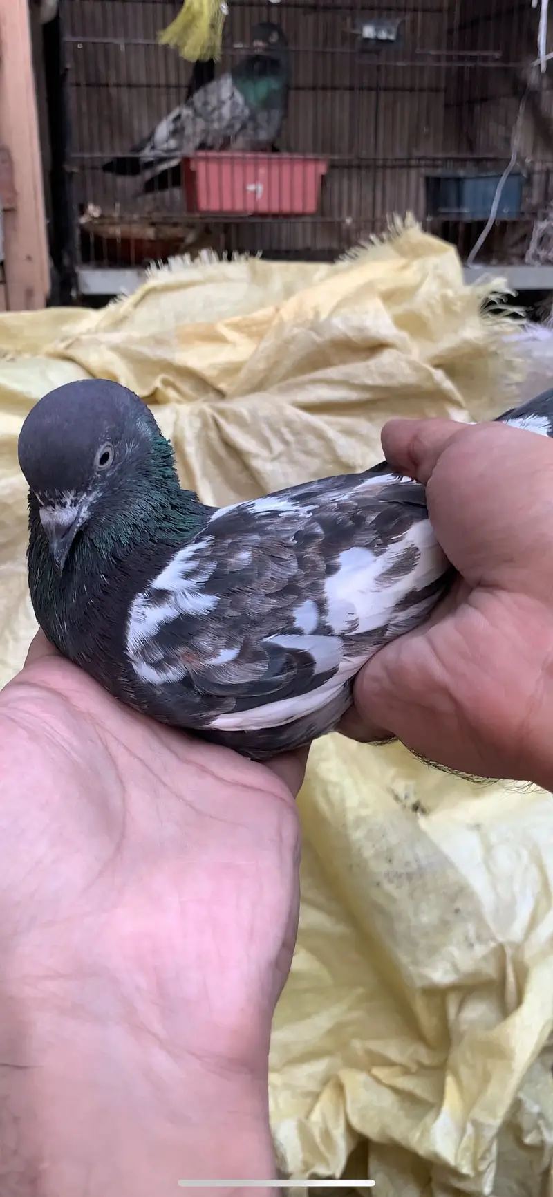 Ferozpuri, Missa, Laal Pari breeder male — photo 7