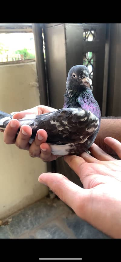Ferozpuri, Missa, Laal Pari breeder male