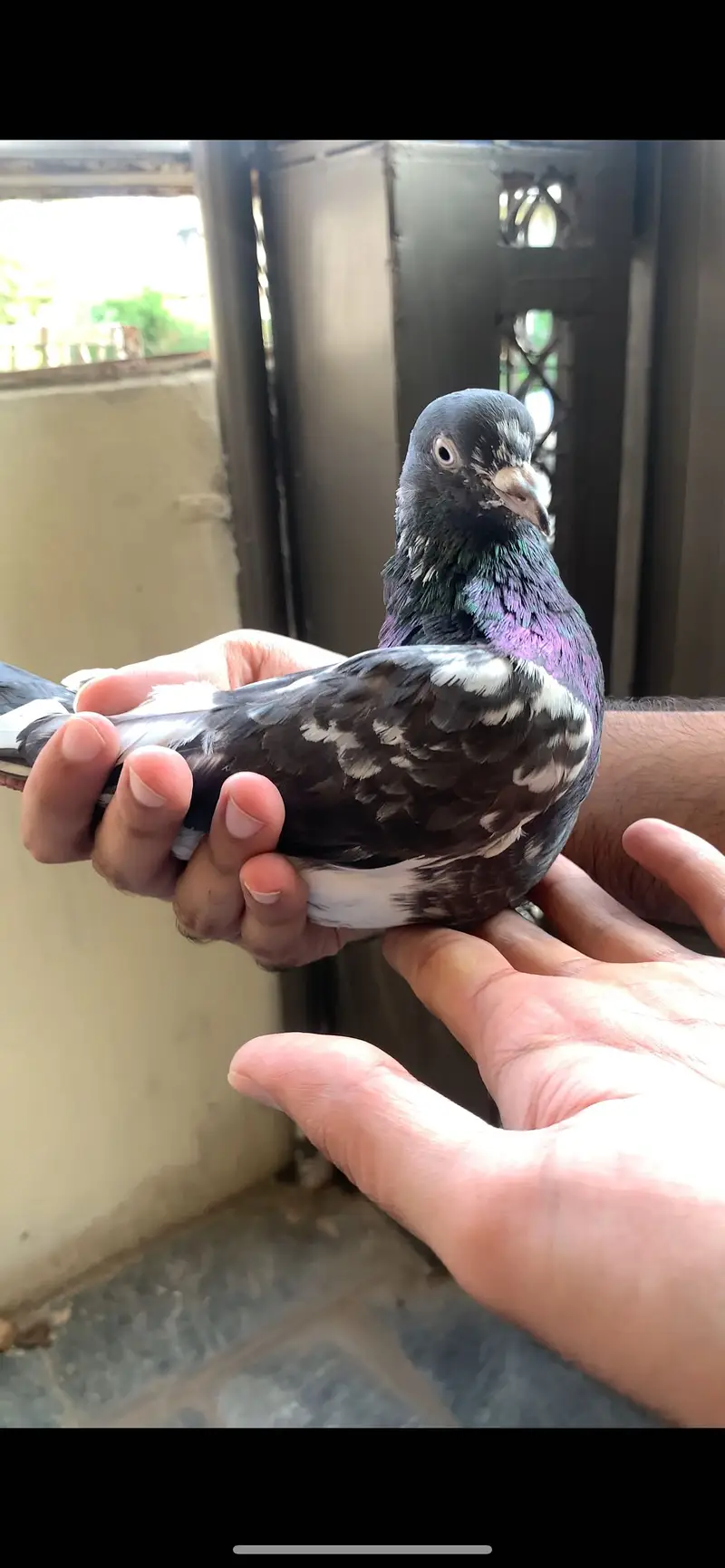 Ferozpuri, Missa, Laal Pari breeder male