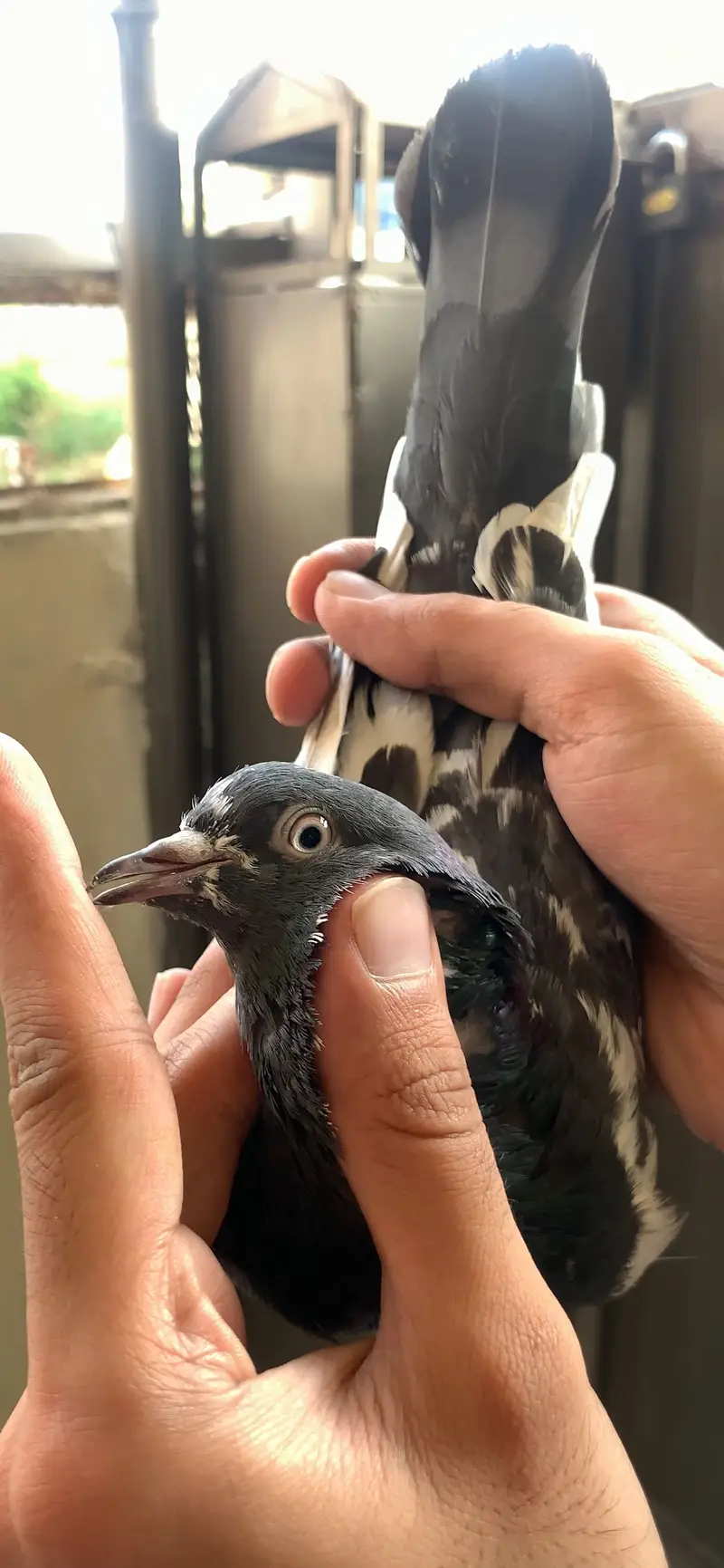 Ferozpuri, Missa, Laal Pari breeder male — photo 12