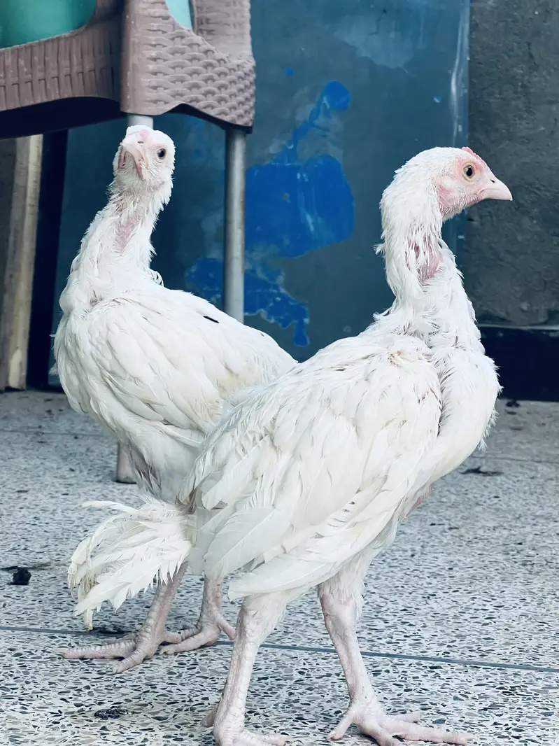 Paper white Heera Aseel murgha — photo 2