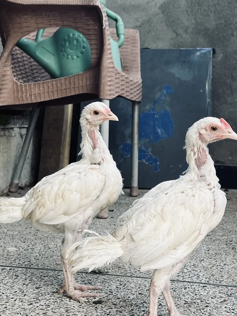 Paper white Heera Aseel murgha — photo 3