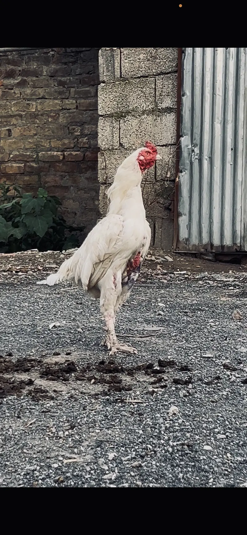 Paper white Heera Aseel murgha — photo 7
