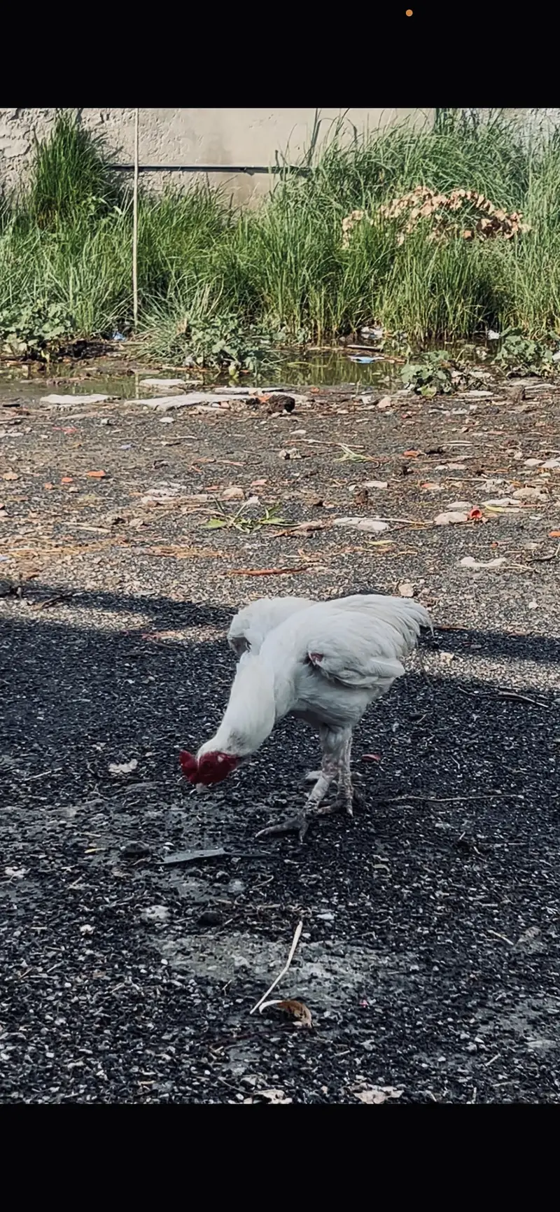 Paper white Heera Aseel murgha — photo 8