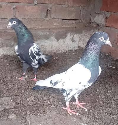 High Quality Pigeons