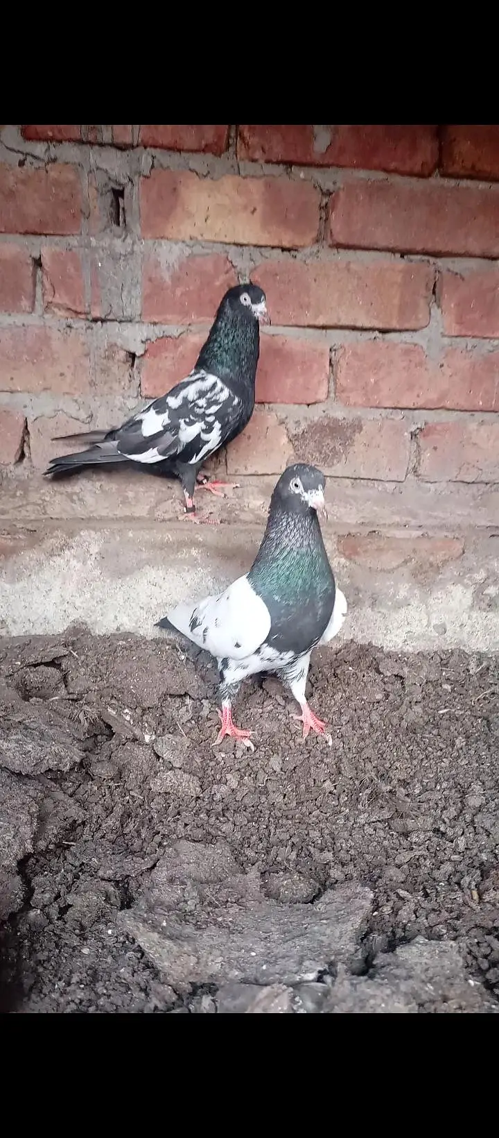 High Quality Pigeons — photo 2