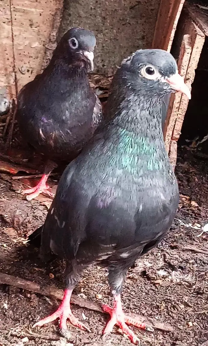 High Quality Pigeons — photo 3