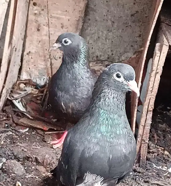 High Quality Pigeons — photo 4