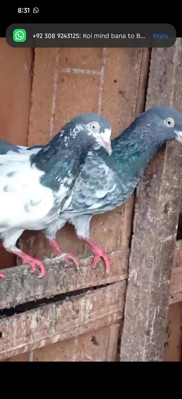 High Quality Pigeons — photo 5