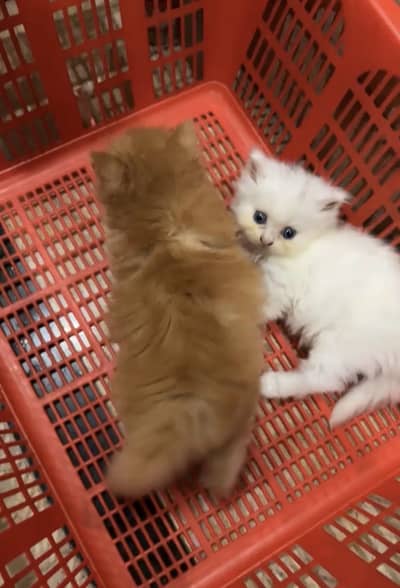 Triple Coated Semi Punch Face Kittens Available