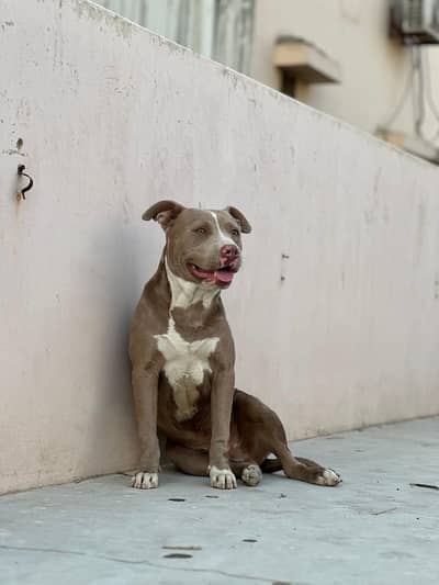 Male available for Stud