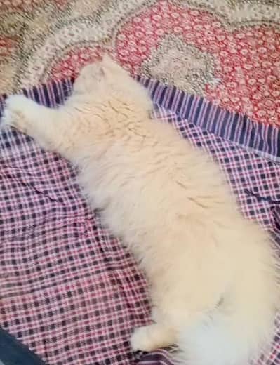 persian cats for sale