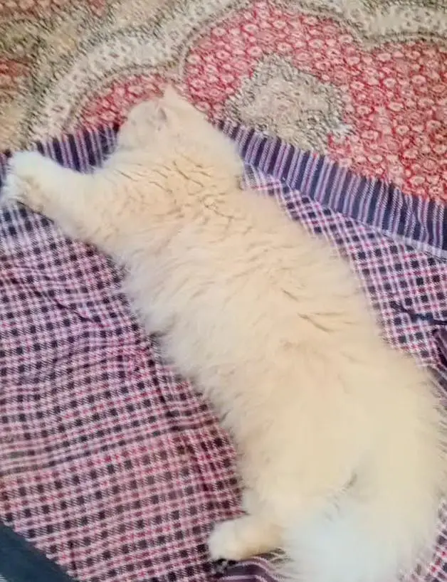 persian cats for sale