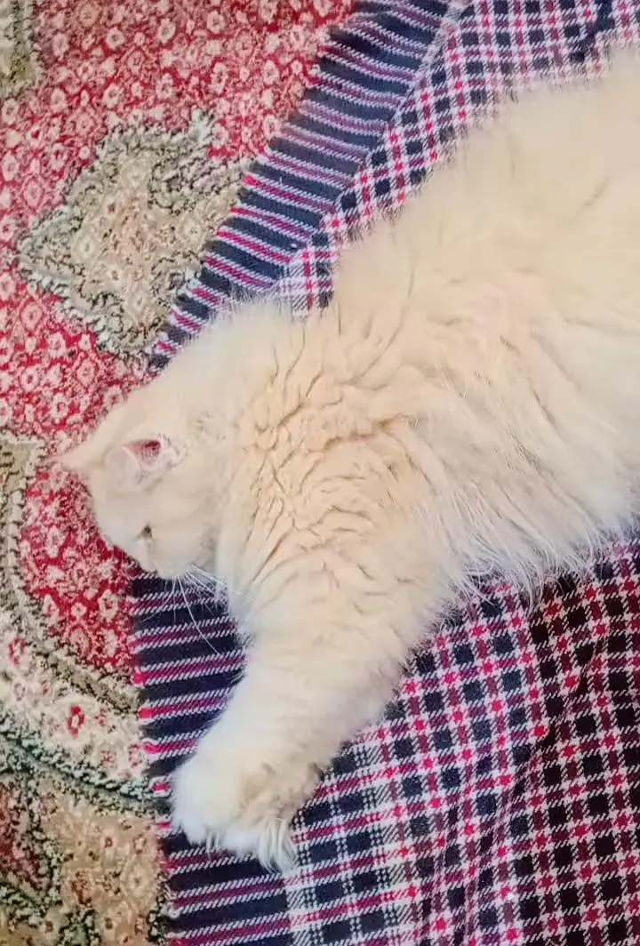 persian cats for sale — photo 2