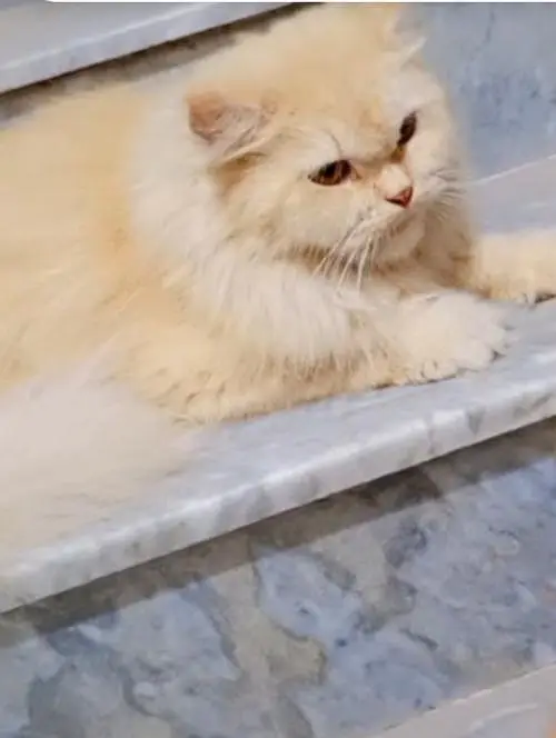 persian cats for sale — photo 3