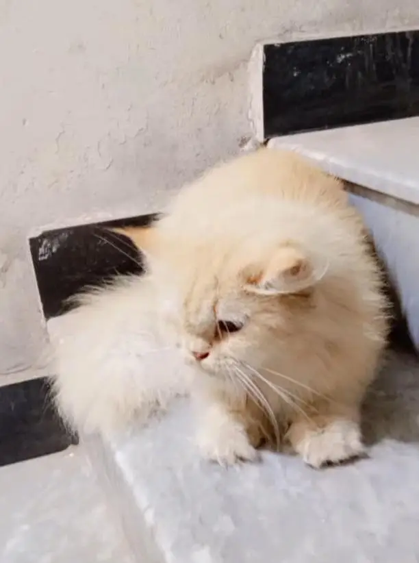 persian cats for sale — photo 4