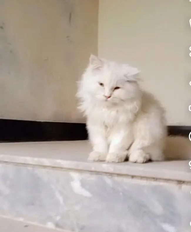 persian cats for sale — photo 5