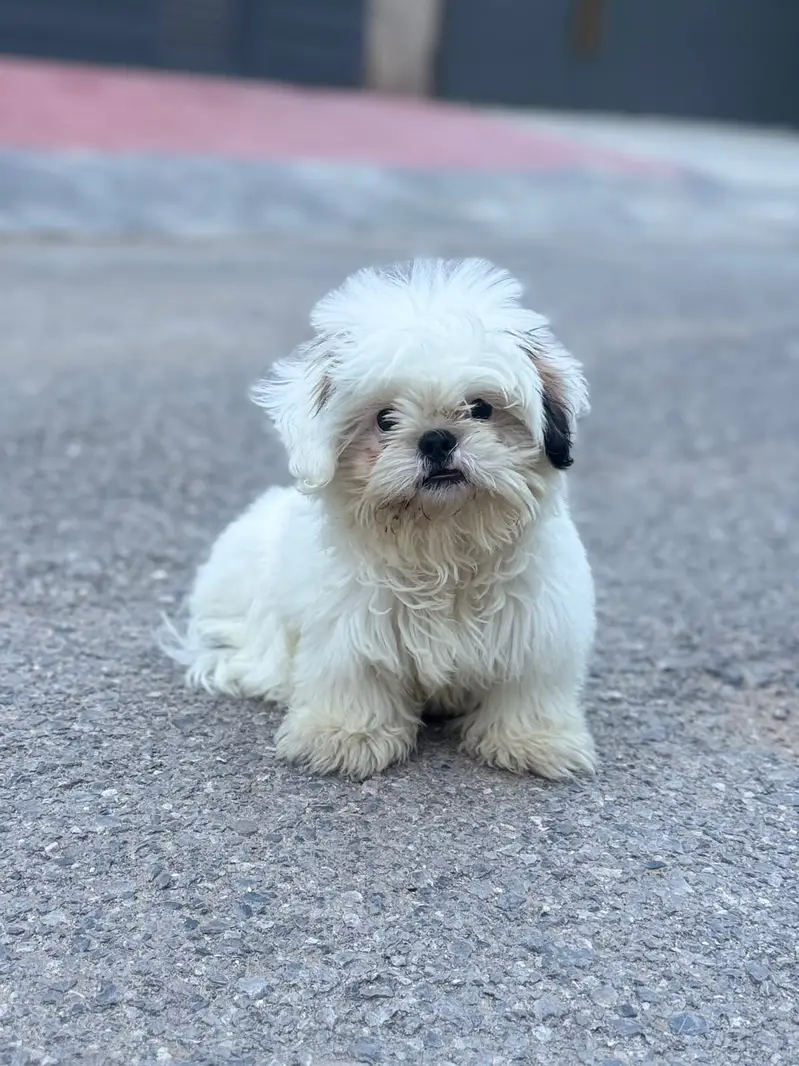 ShihTzu (Shih Tzu) breed. 4 months. Fully vaccinated
