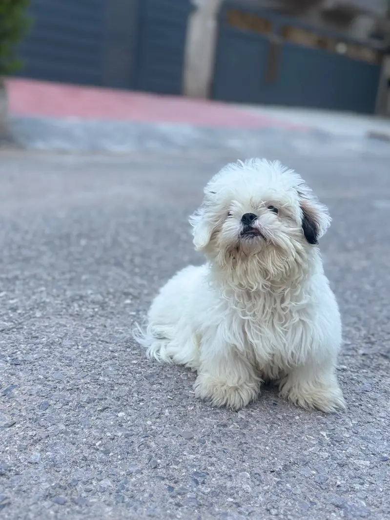 ShihTzu (Shih Tzu) breed. 4 months. Fully vaccinated — photo 2