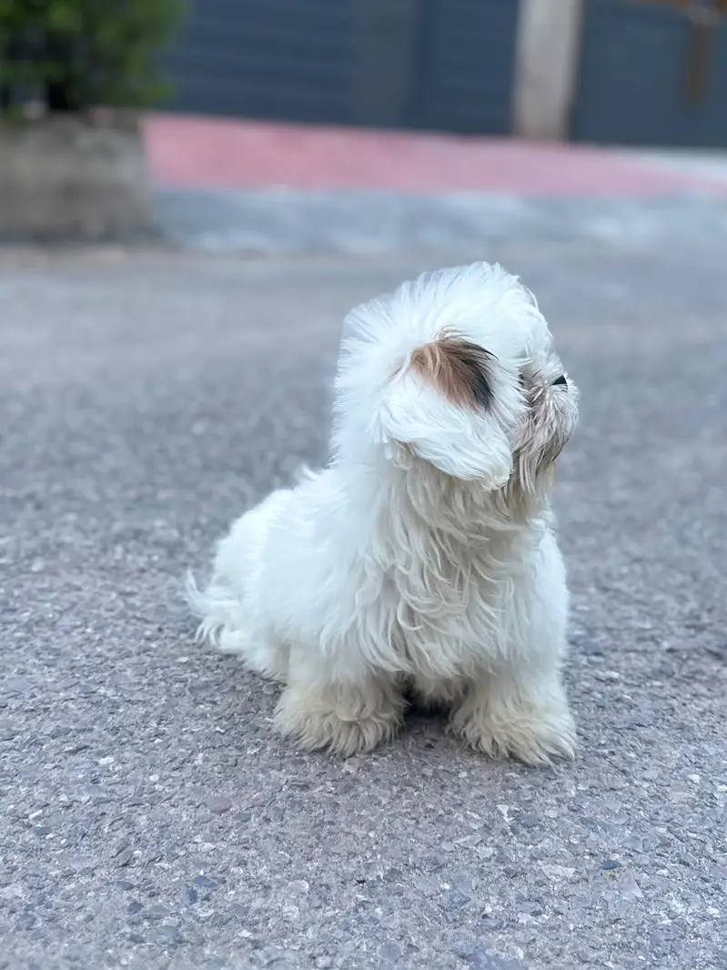 ShihTzu (Shih Tzu) breed. 4 months. Fully vaccinated — photo 3