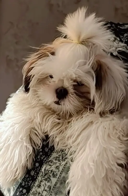 ShihTzu (Shih Tzu) breed. 4 months. Fully vaccinated — photo 4