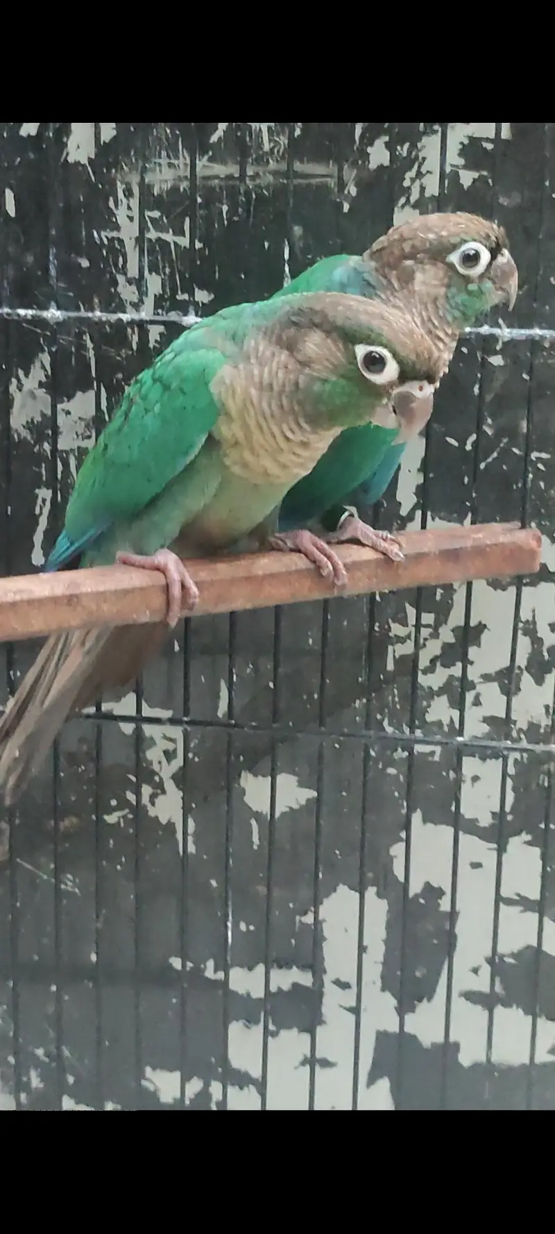Blue turquoise bcbf,Dilute,Blue cinnamon — photo 3