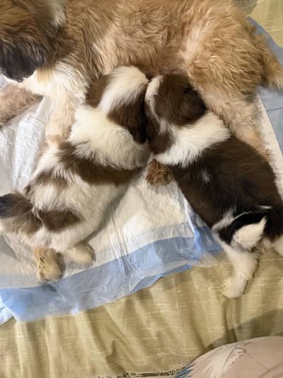 1 pair of shitzu one month old and one male 2 year old vaccinated