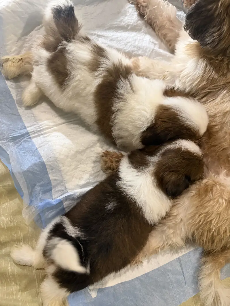 1 pair of shitzu one month old and one male 2 year old vaccinated — photo 2