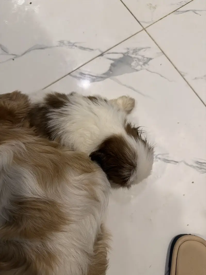 1 pair of shitzu one month old and one male 2 year old vaccinated — photo 3