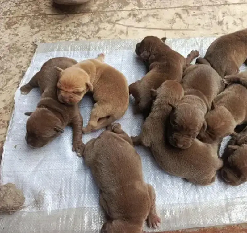 Chocolate Brown American pitbull puppies for sale