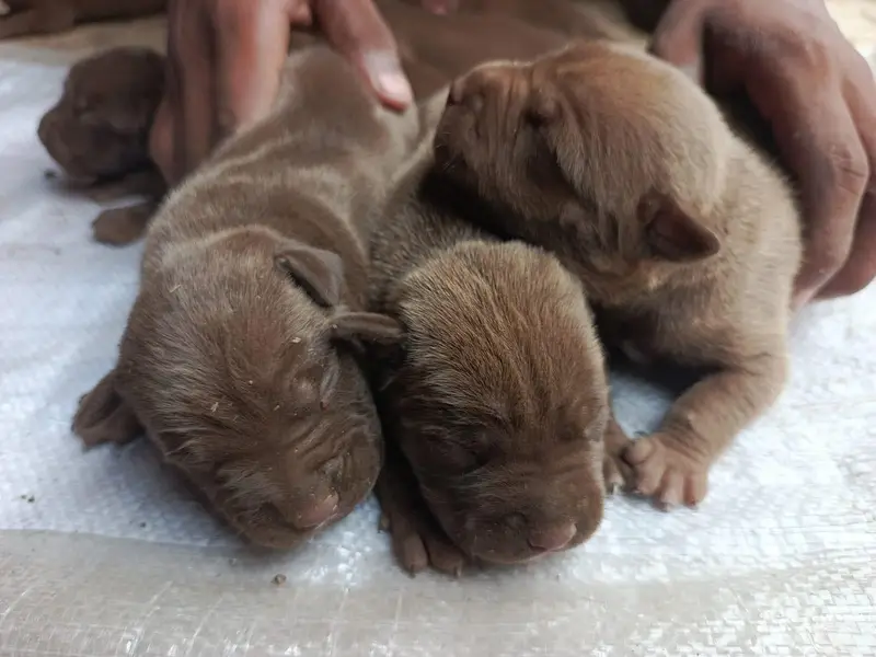 Chocolate Brown American pitbull puppies for sale — photo 2