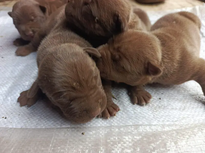 Chocolate Brown American pitbull puppies for sale — photo 3