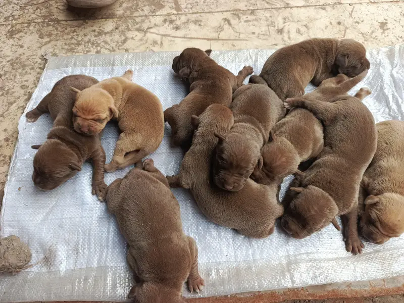 Chocolate Brown American pitbull puppies for sale — photo 4