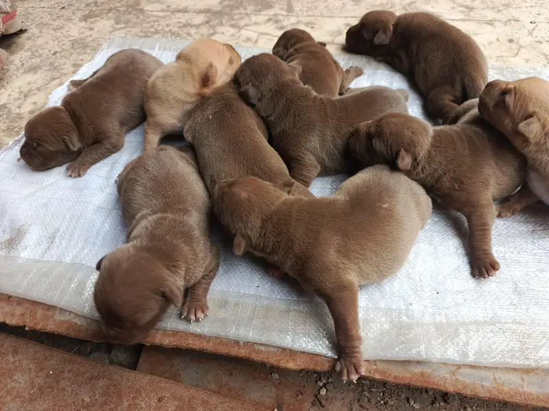 Chocolate Brown American pitbull puppies for sale — photo 5