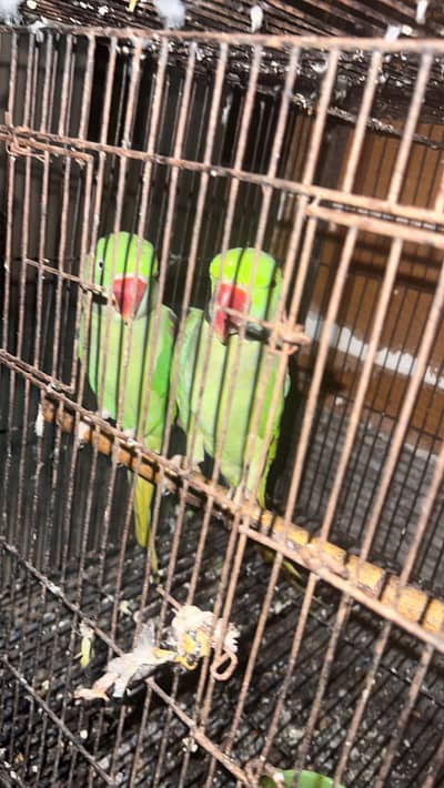 Parrot