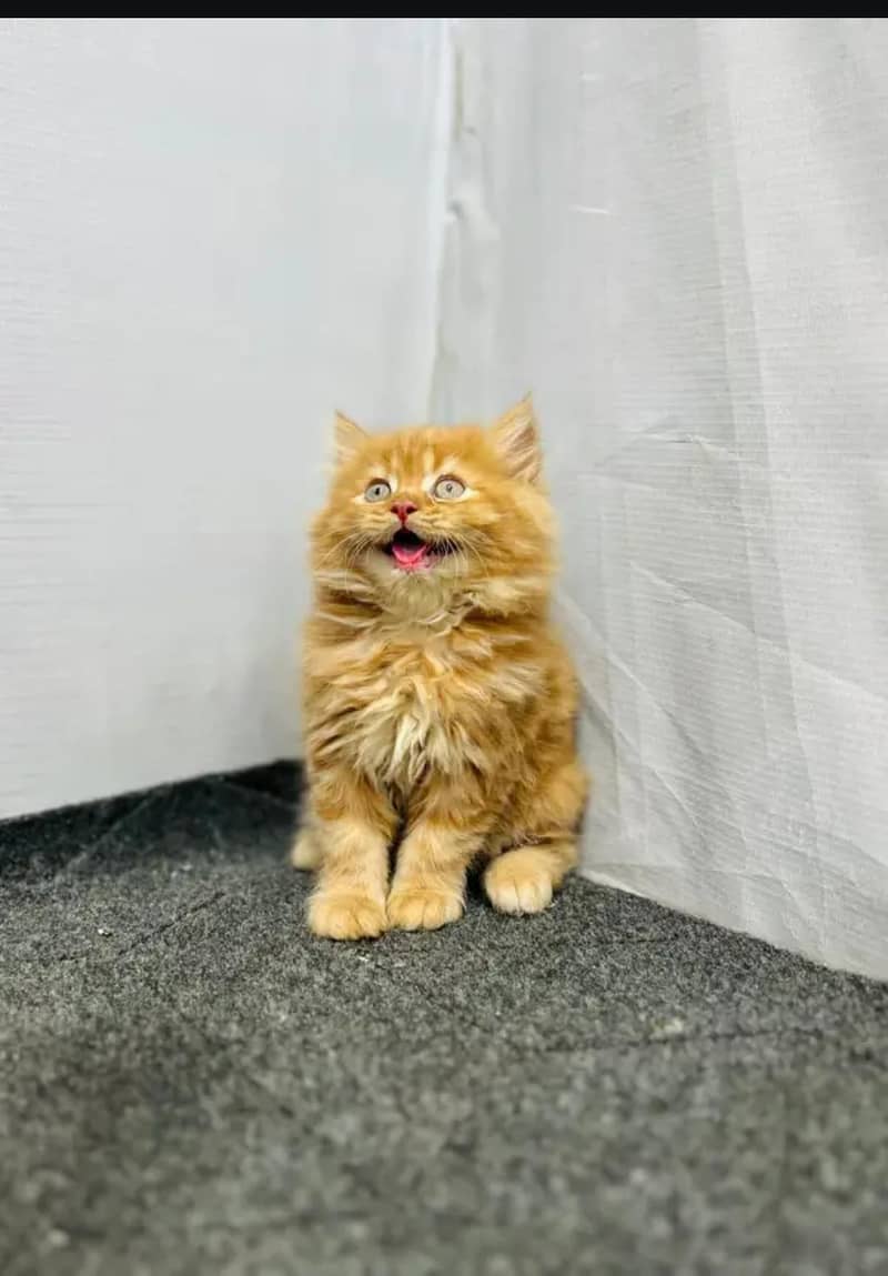 high quality kitten  0