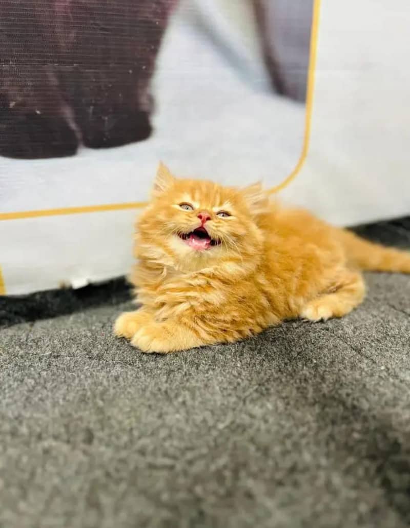high quality kitten  1