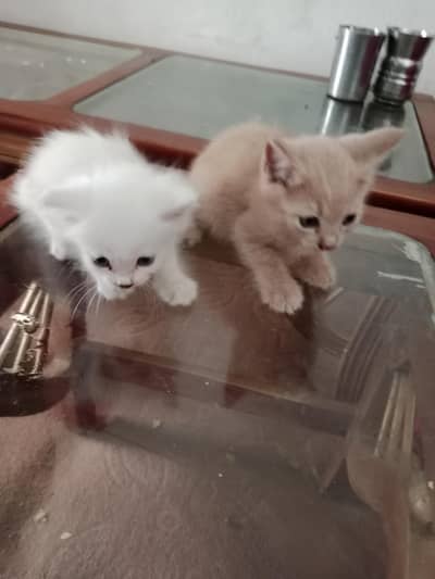 Australian cats