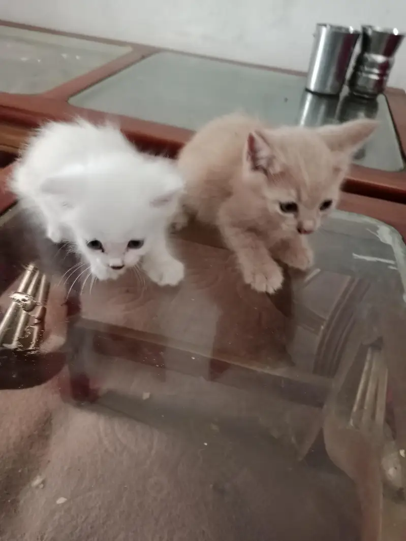 Australian cats